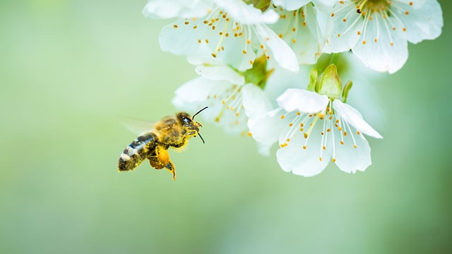 abeja flor