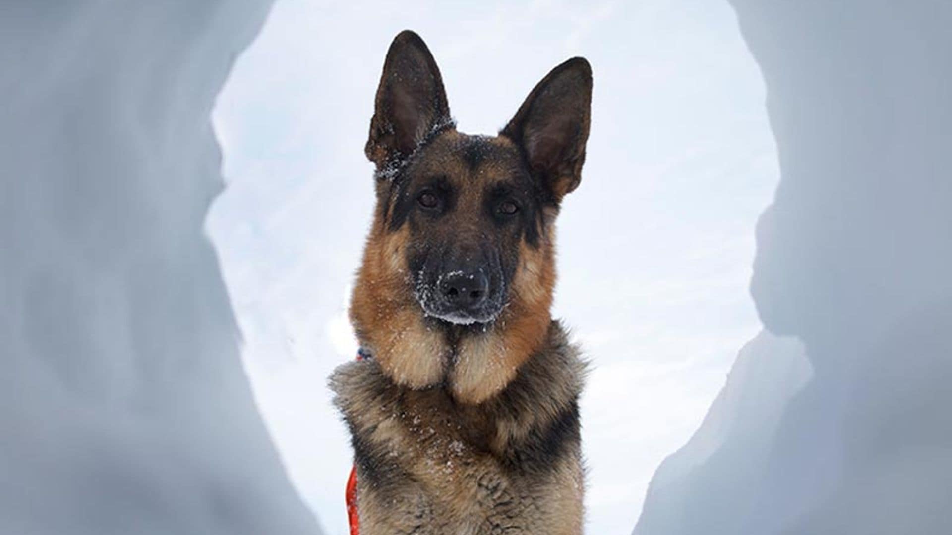 Los perros que buscan desaparecidos y participan en labores de rescate