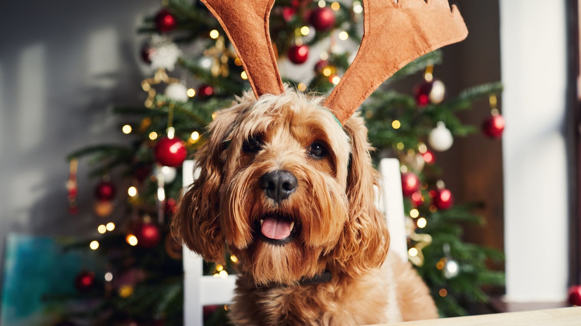 Perro canela con diadema de cuernos de reno sentado en una silla frente a un árbol de Navidad