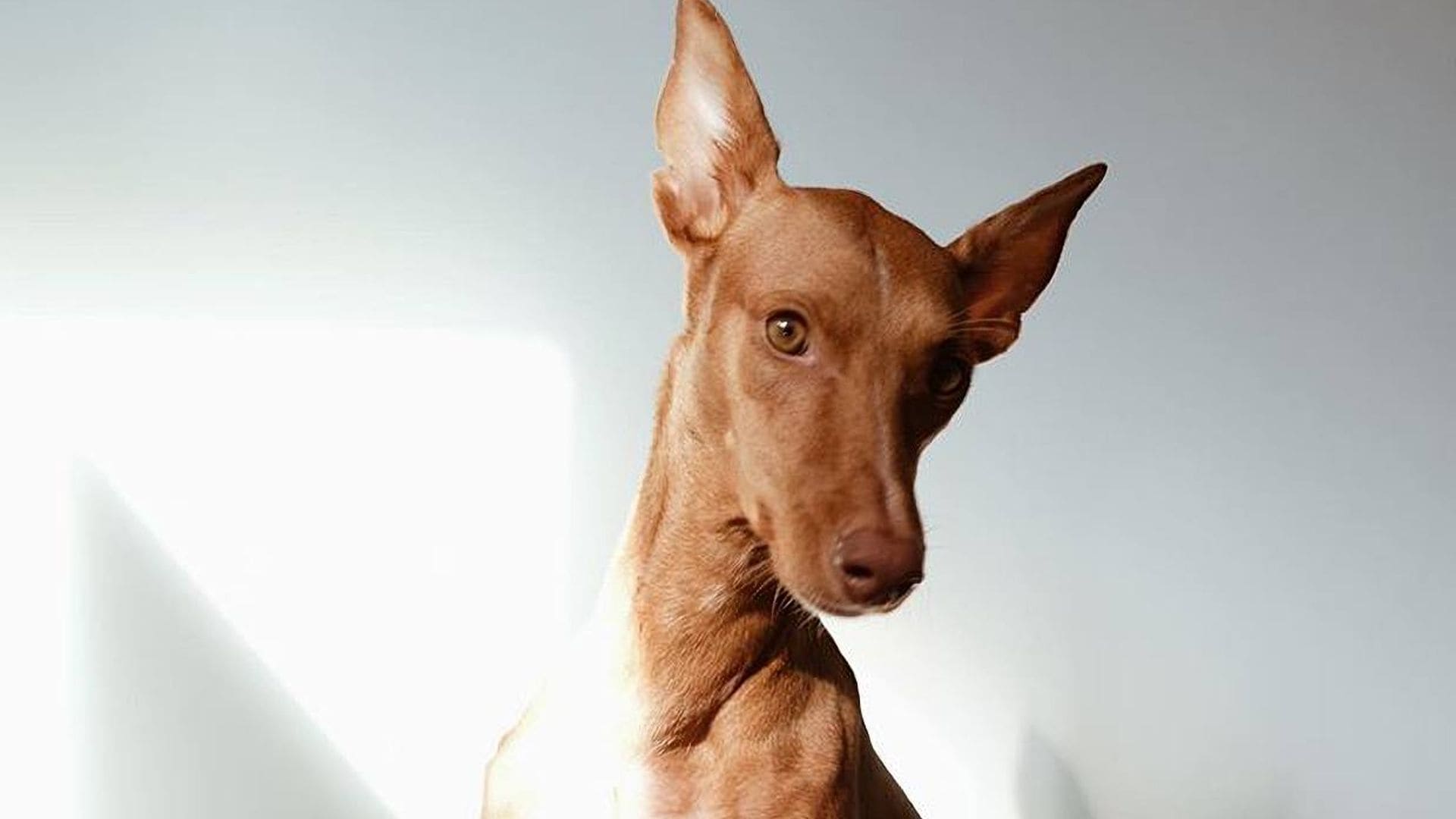 Podenco canario, una raza con mucha historia, perfecta para personas activas