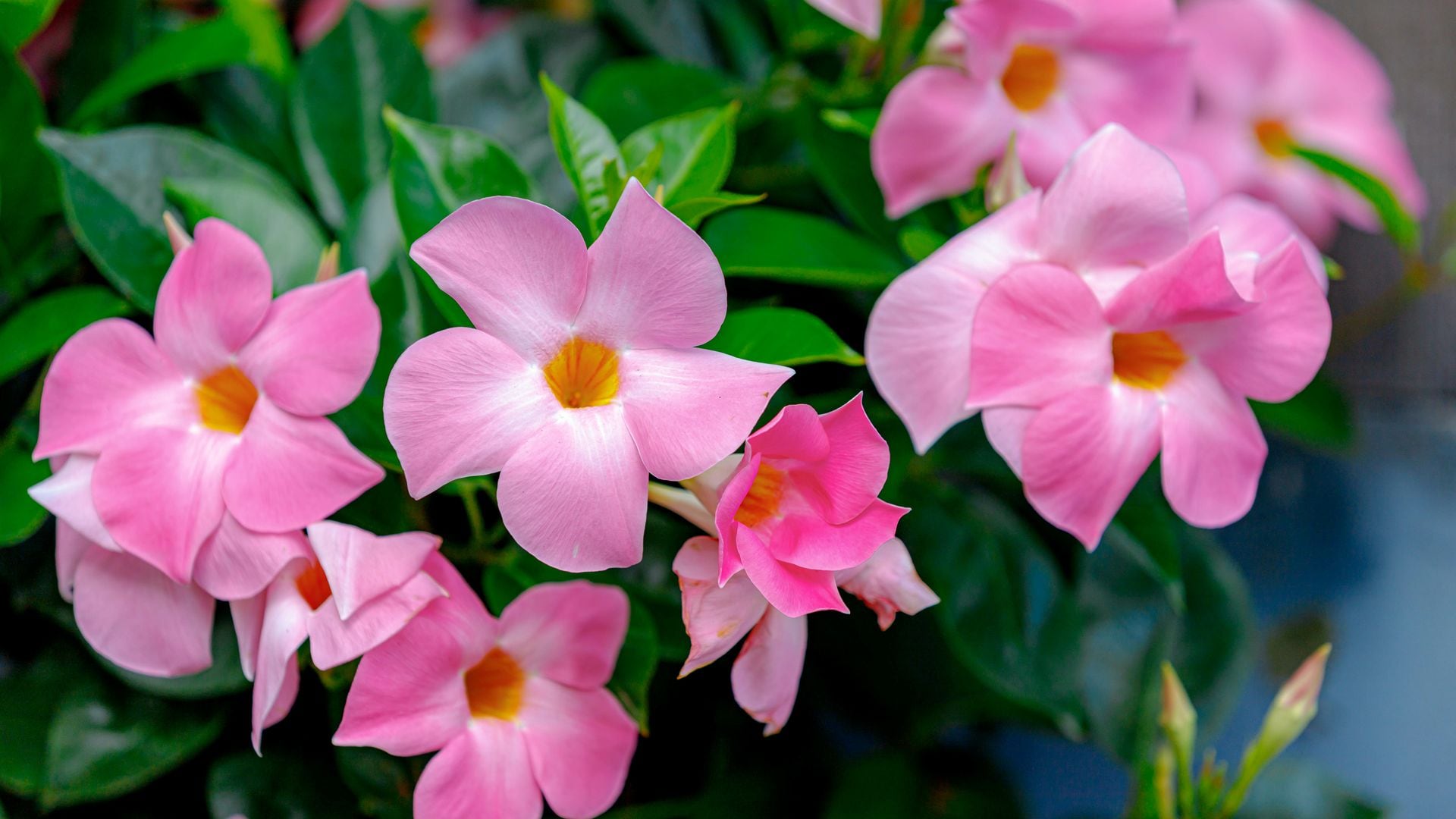 12 plantas trepadoras y enredaderas que transformarán tu jardín en un rincón mágico y colorido
