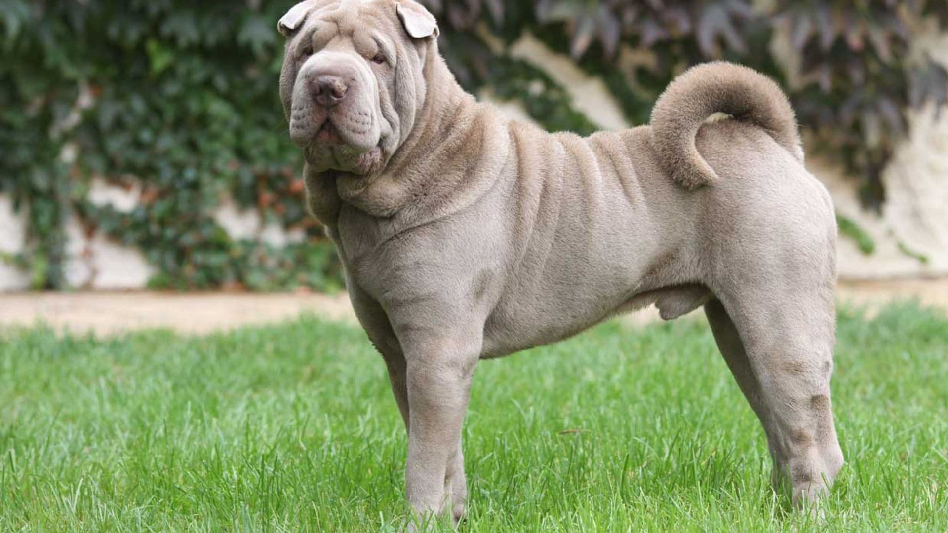 El shar pei, un perro fiel de carácter tranquilo y equilibrado