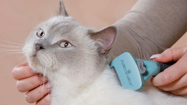 Un gato siendo cepillado con el cepillo Furminator
