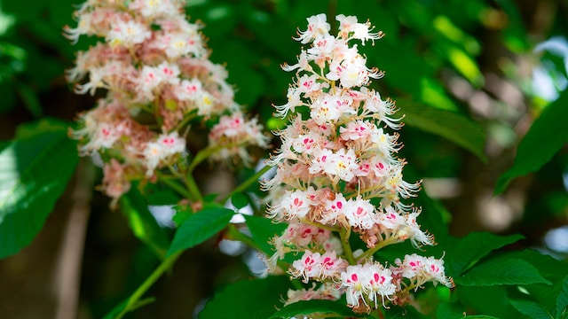 flore castano 2bm1y8a