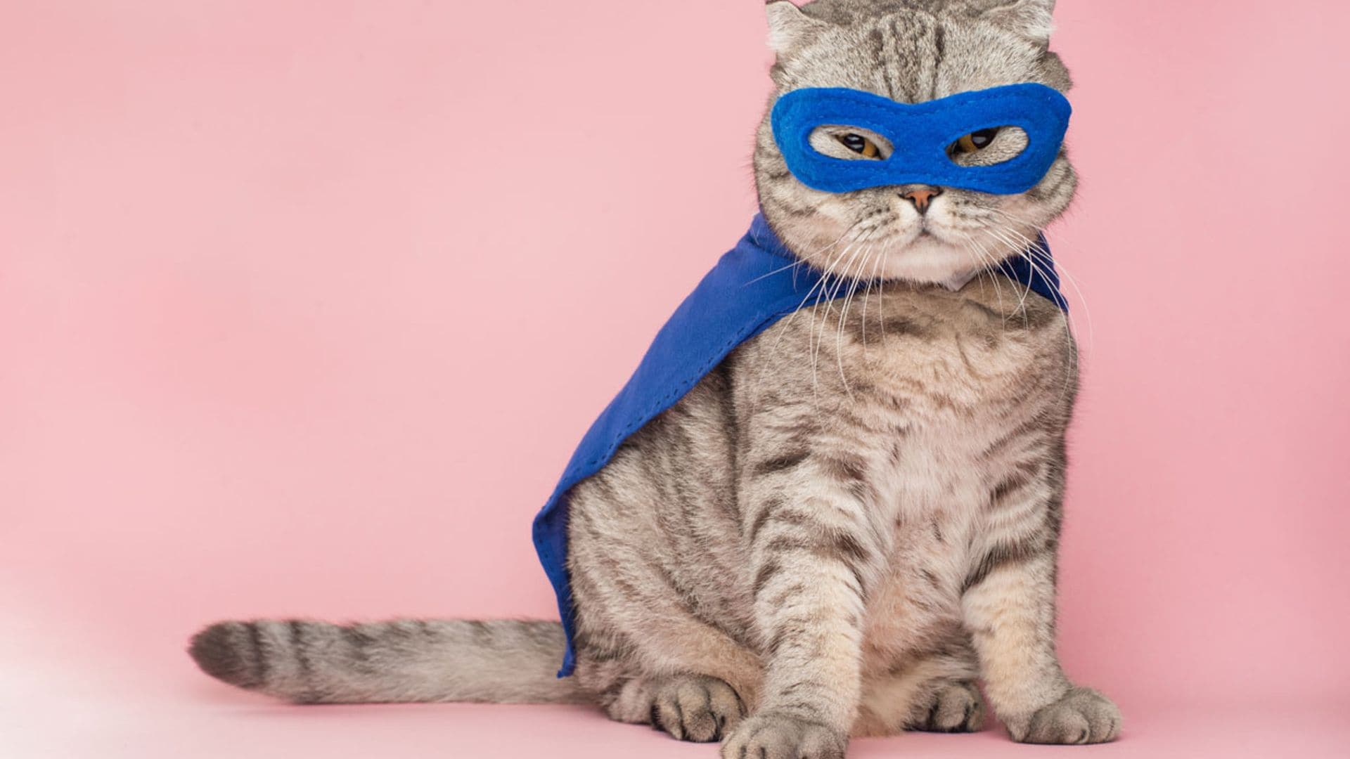 23 imágenes de gatos y 20 curiosidades de los felinos que te sorprenderán