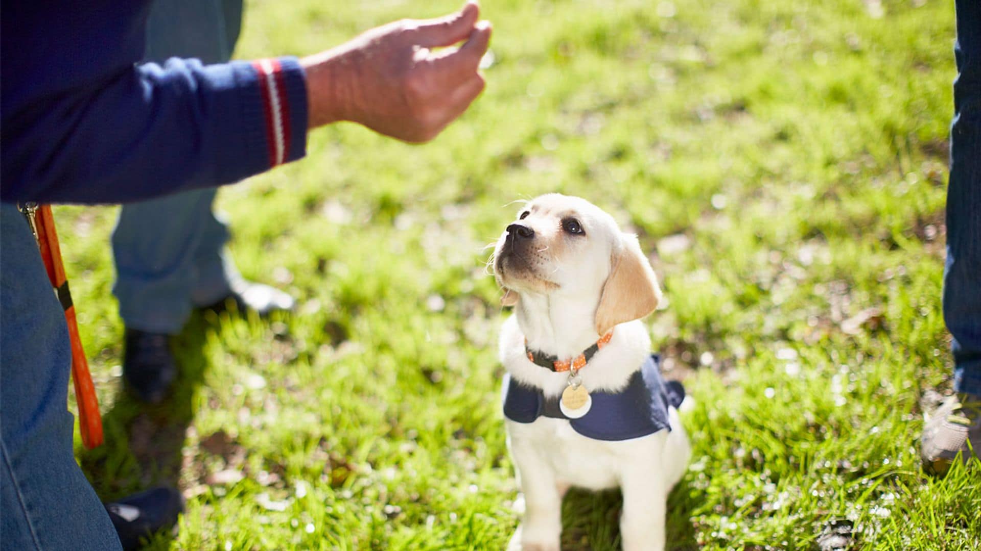 ¿Cachorro nuevo en casa? Estos son los productos más útiles para educarle