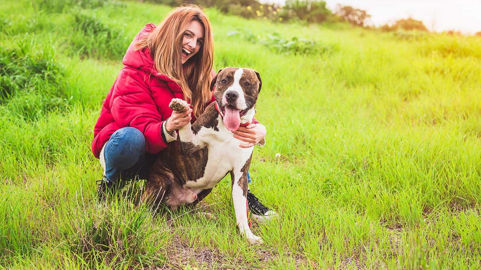 ¿Por qué no se debe humanizar a un perro?