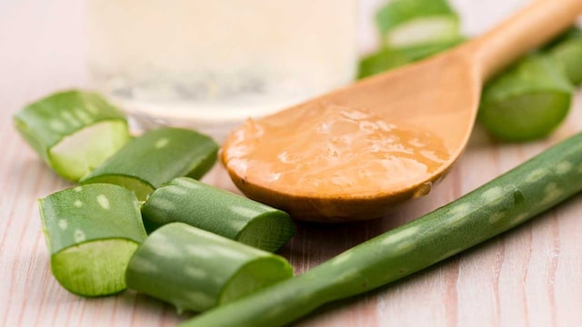 aloe vera