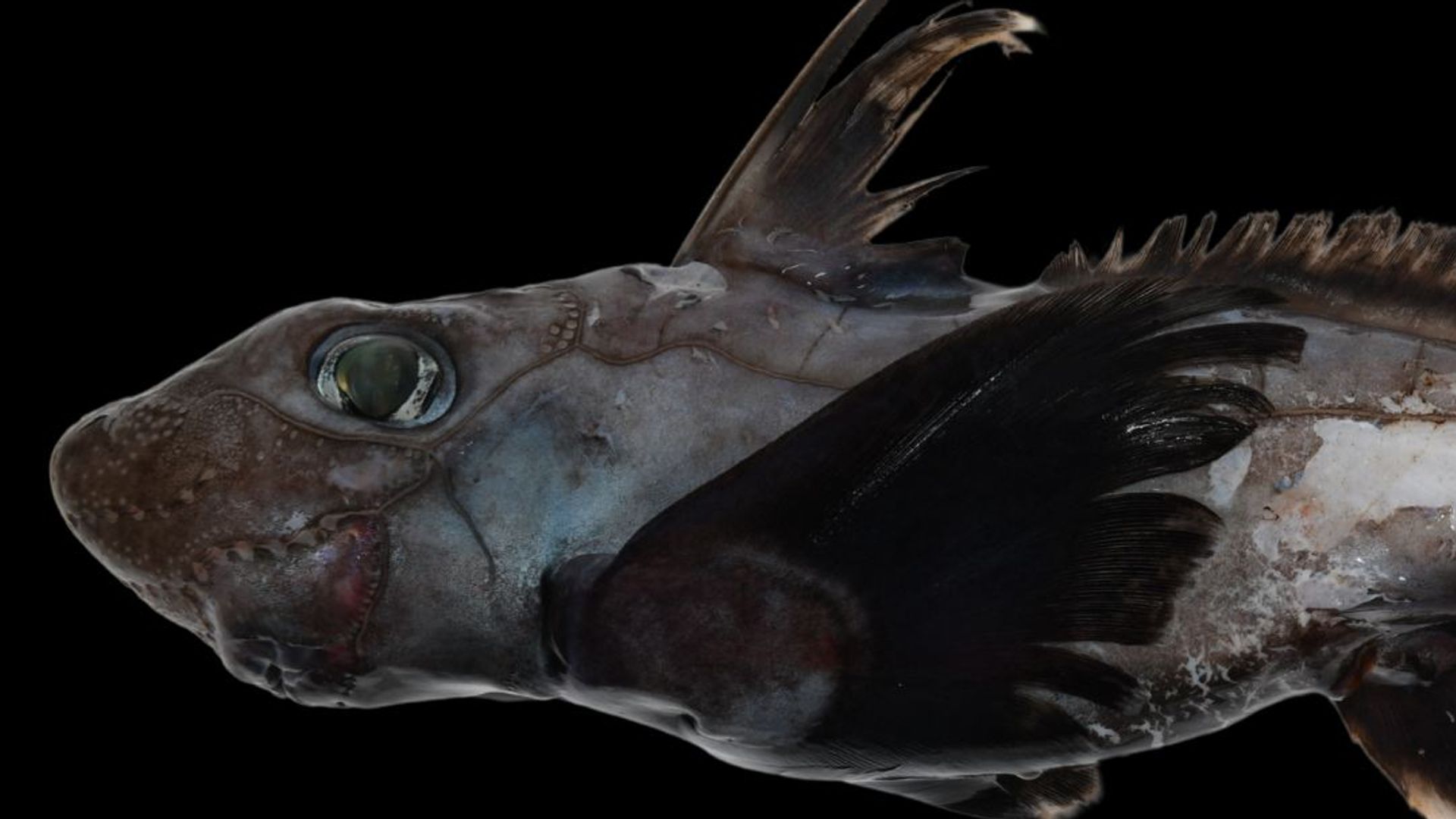 Ni en tus peores pesadillas: el tiburón fantasma, la bola de la muerte y el gusano zombi que la ciencia acaba de hallar en el océano