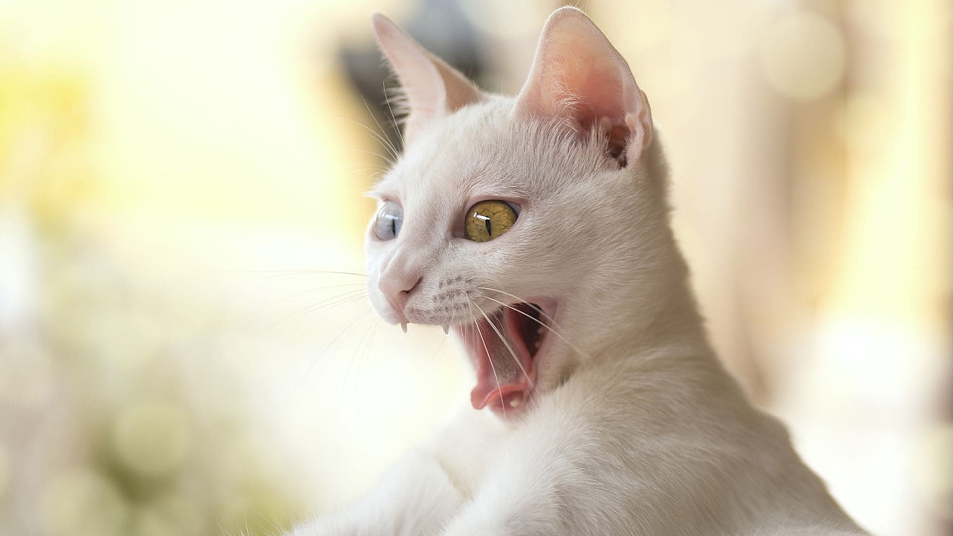 Las 10 cosas que odia tu gato (aunque a ti te parezca que no tienen importancia)