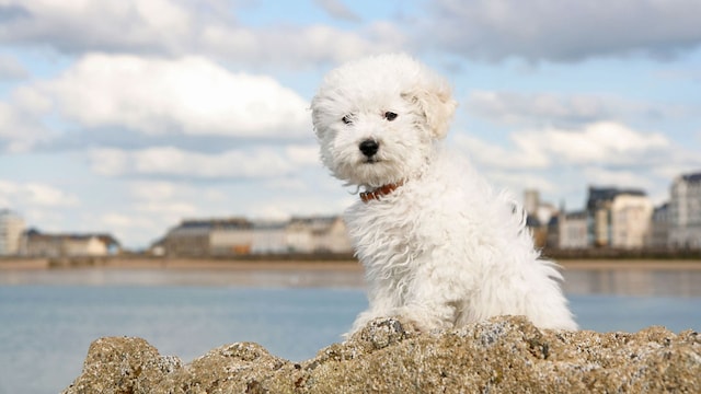 bichon frise