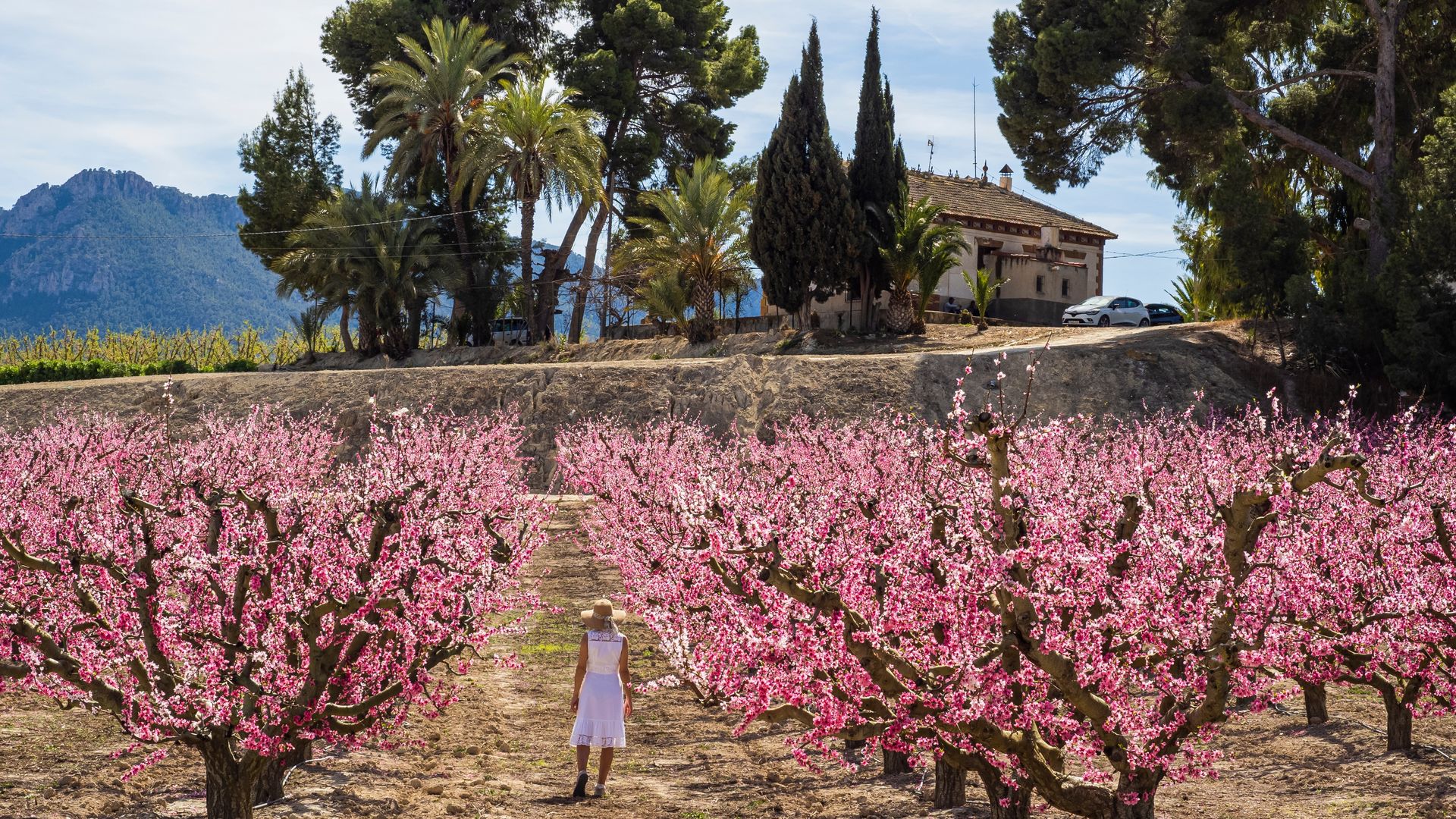 Paseos entre flores: dónde ver los campos de melocotones en su máximo esplendor