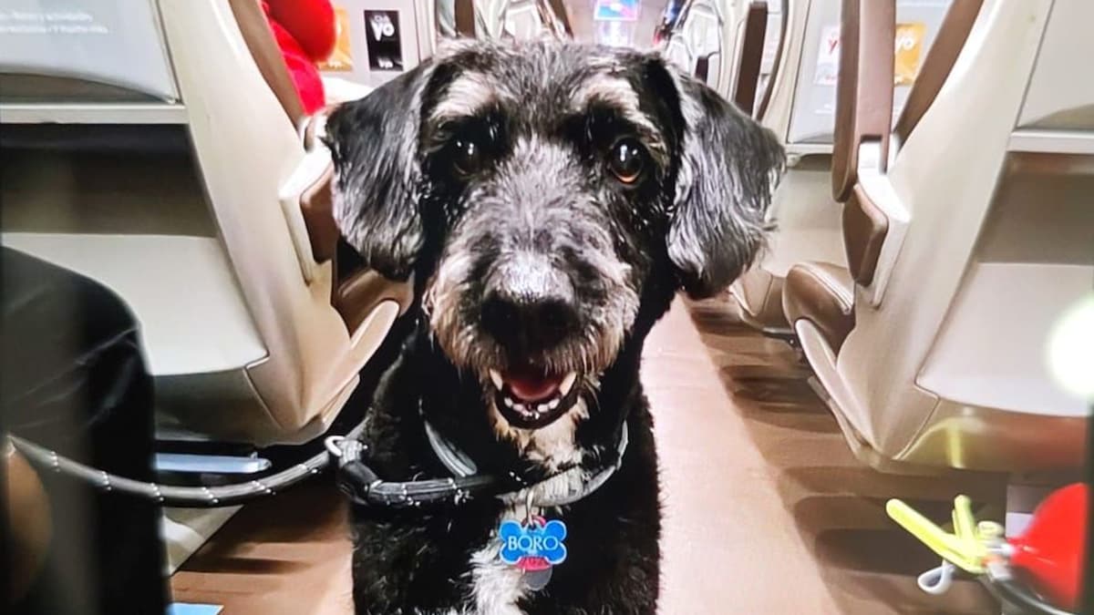 Qué se sabe de Boro, el perro desaparecido tras el accidente ferroviario de Adamuz que toda España busca