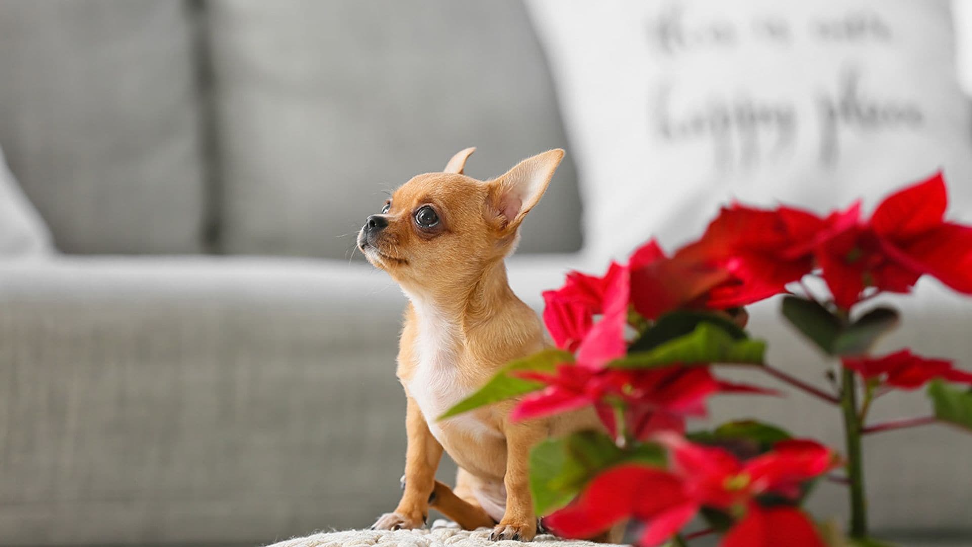 31 plantas muy tóxicas para tu perro