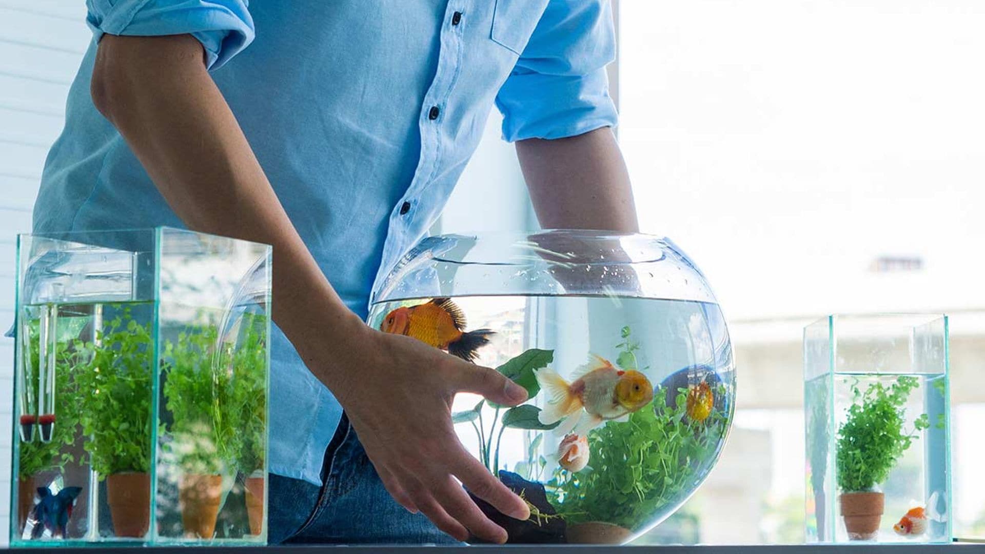 Así afecta la música alta y el ruido a los peces, según la ciencia