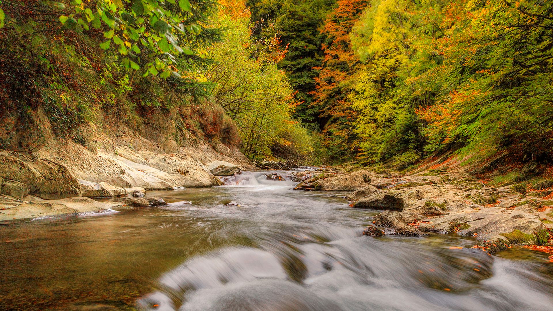 El otoño más bonito de Navarra está en este bosque de hayas, abetos y niebla: así es la Selva de Irati