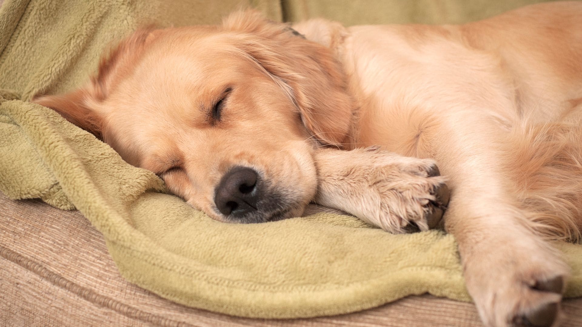 perro durmiendo