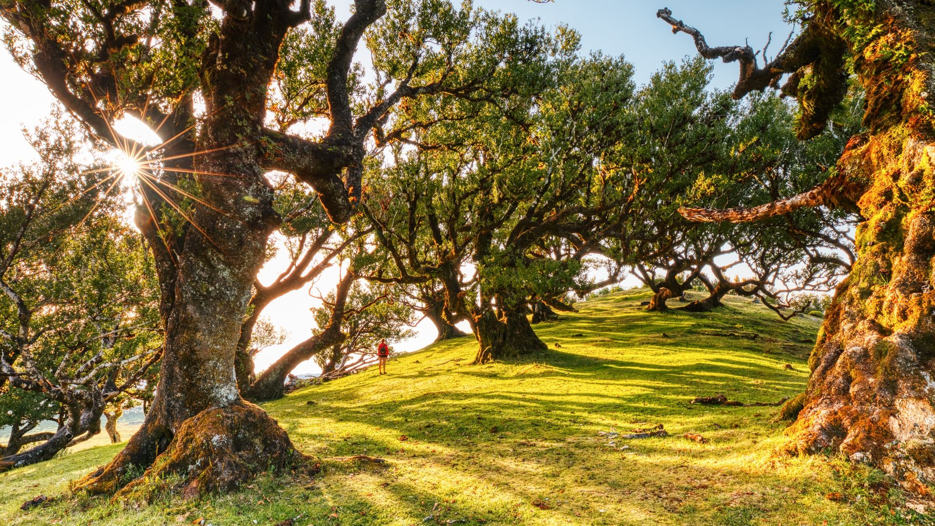 Árboles majestuosos al atardecer en el bosque Fanal, Madeira, Portugal