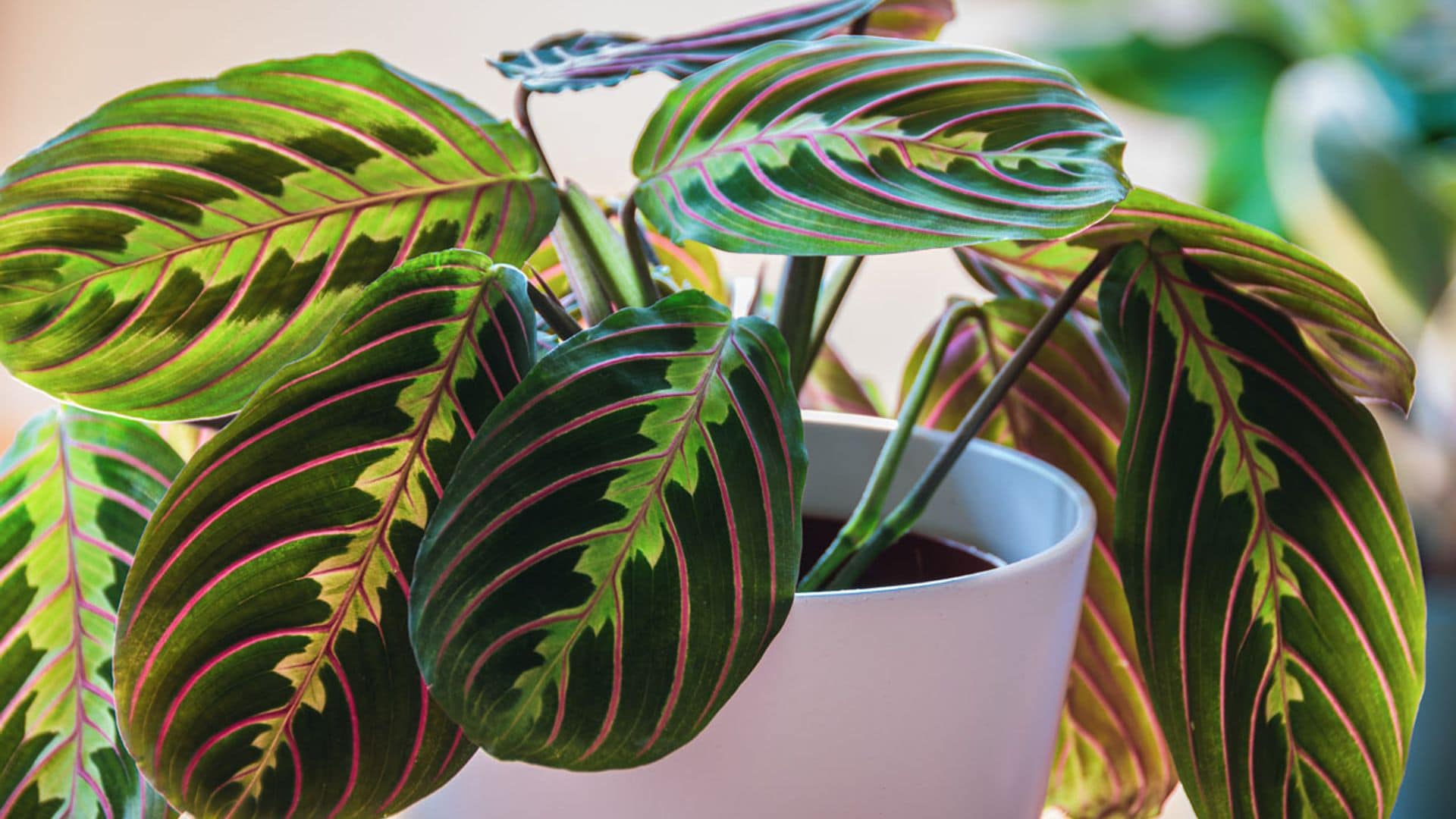 Maranta leuconeura, una planta que purifica el aire y conquista por su ornamental follaje