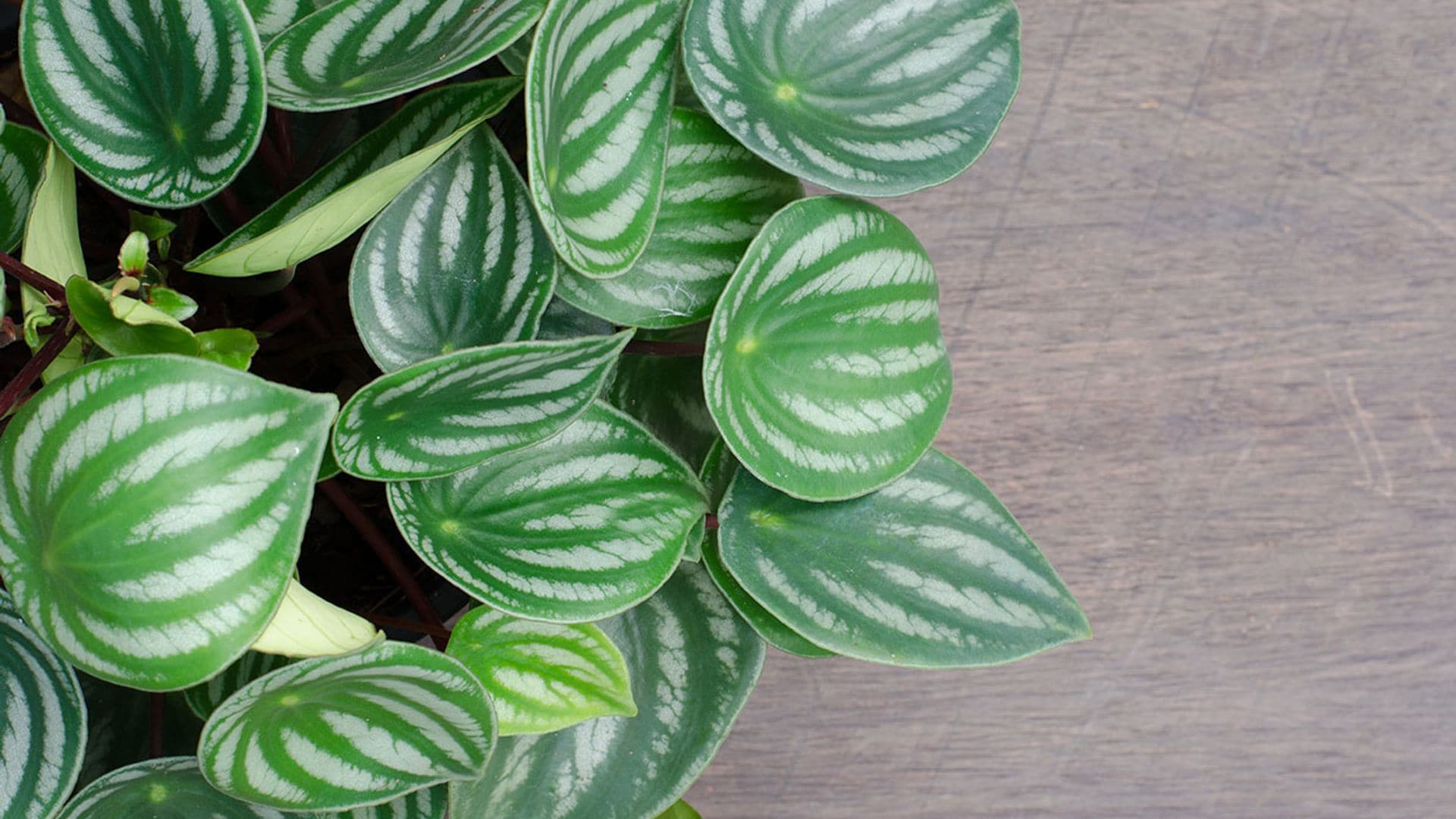 Peperomia, una planta de interior muy decorativa y fácil de cuidar