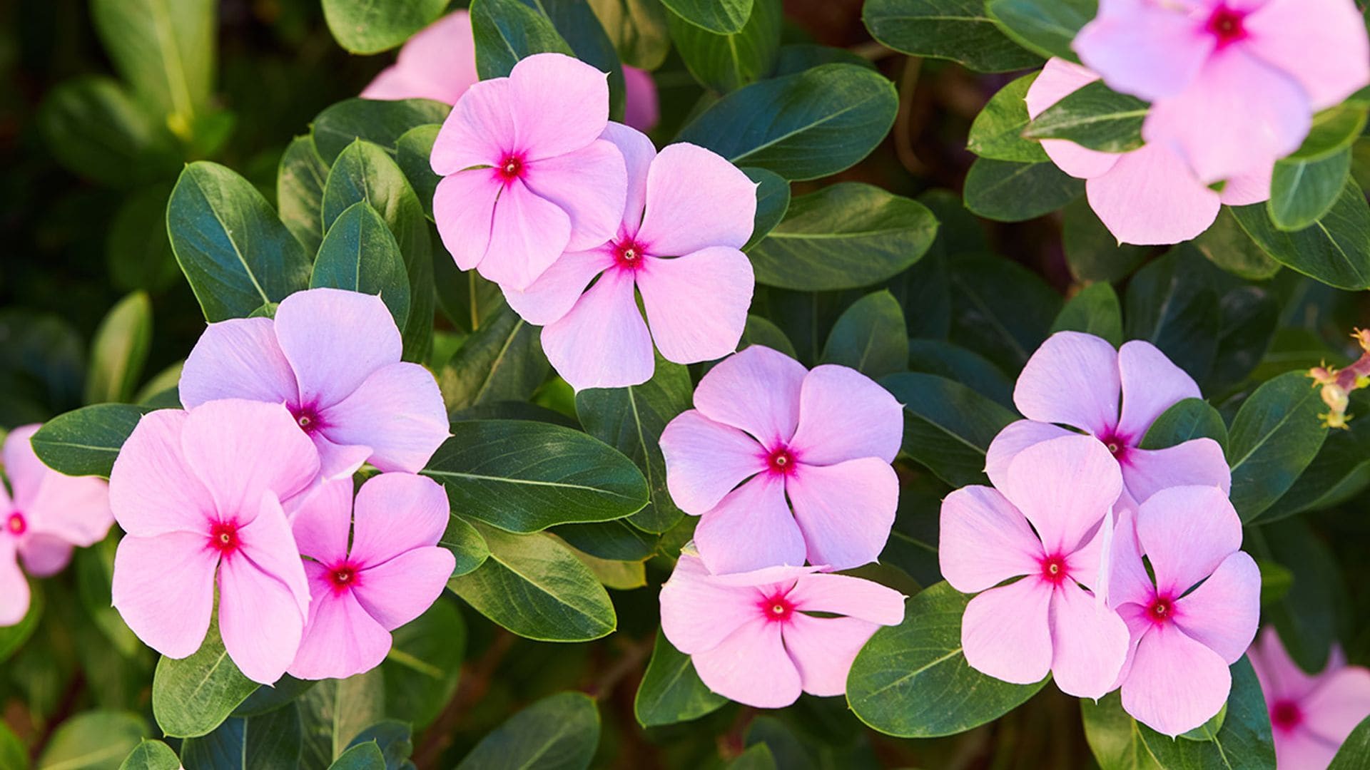 ¿Quieres un jardín con flores espectaculares? Cultiva estas plantas perennes