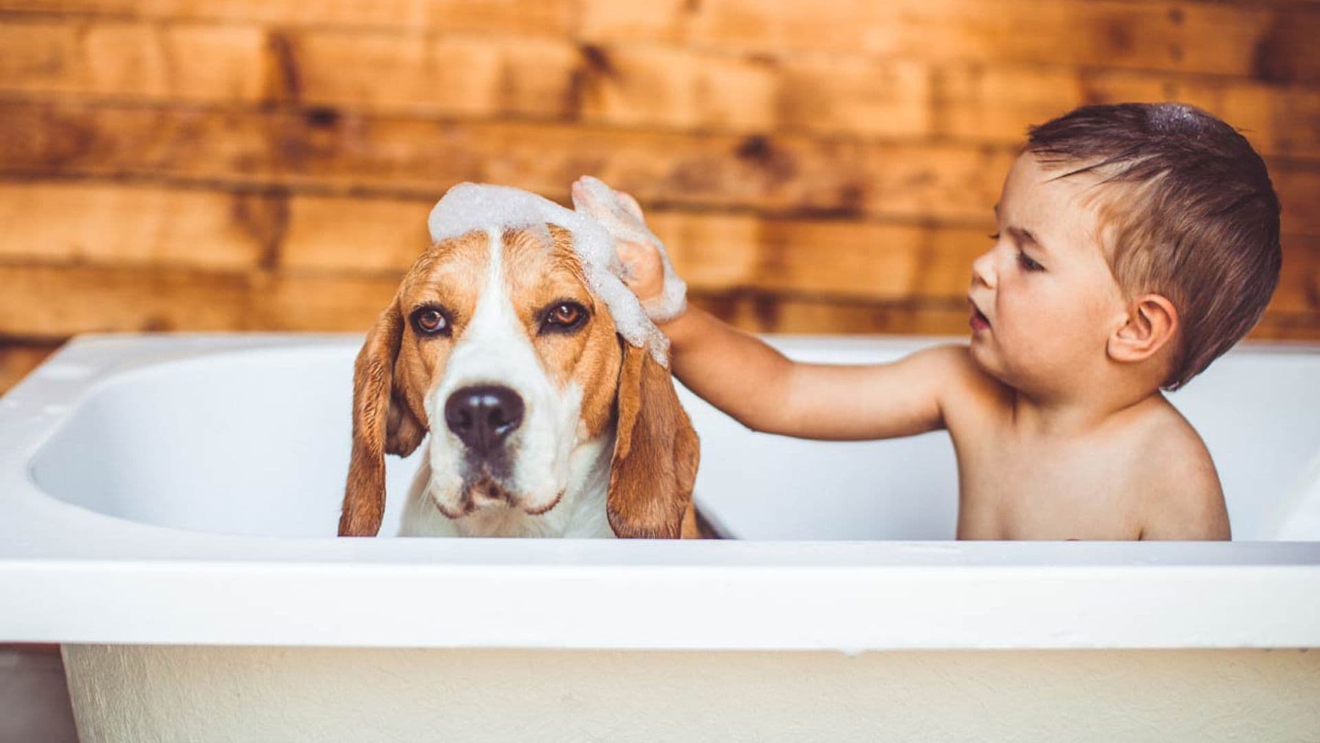 Las 9 razas de perros que menos huelen