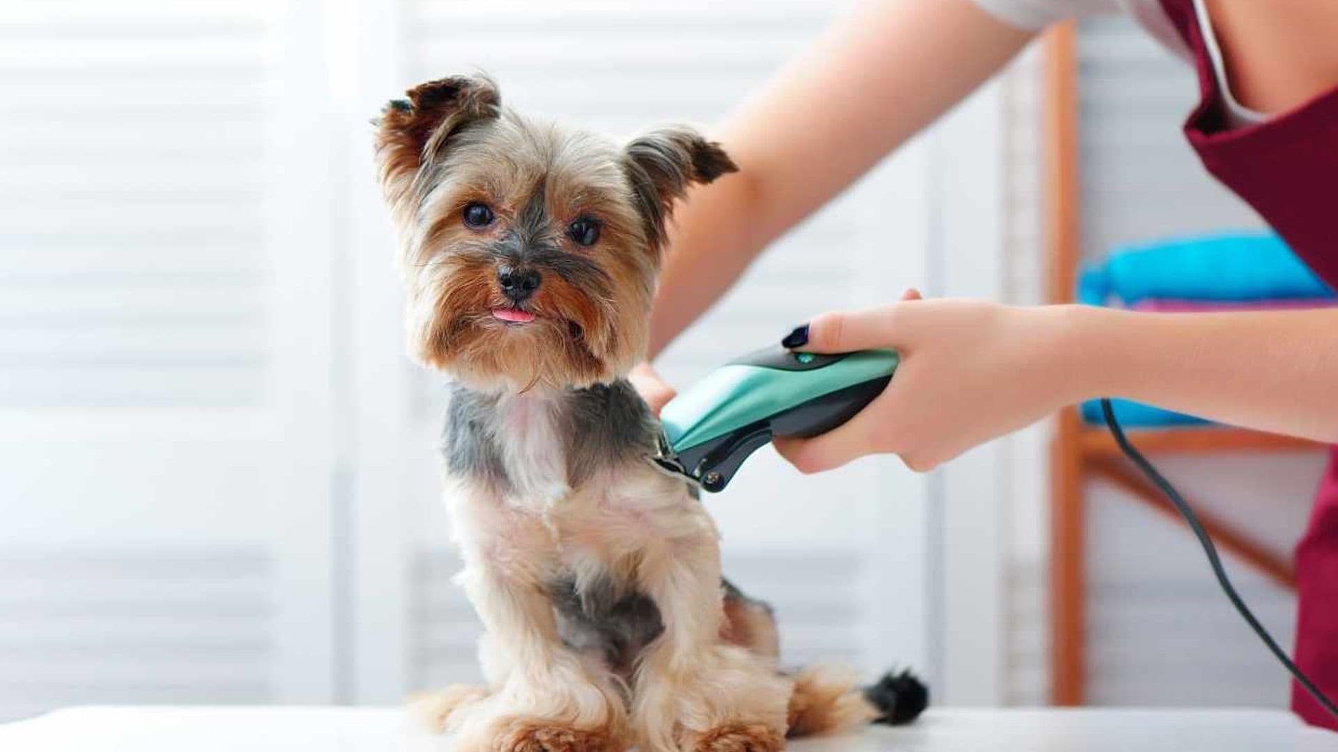Razones por las que rapar a tu perro en verano es una (muy) mala idea