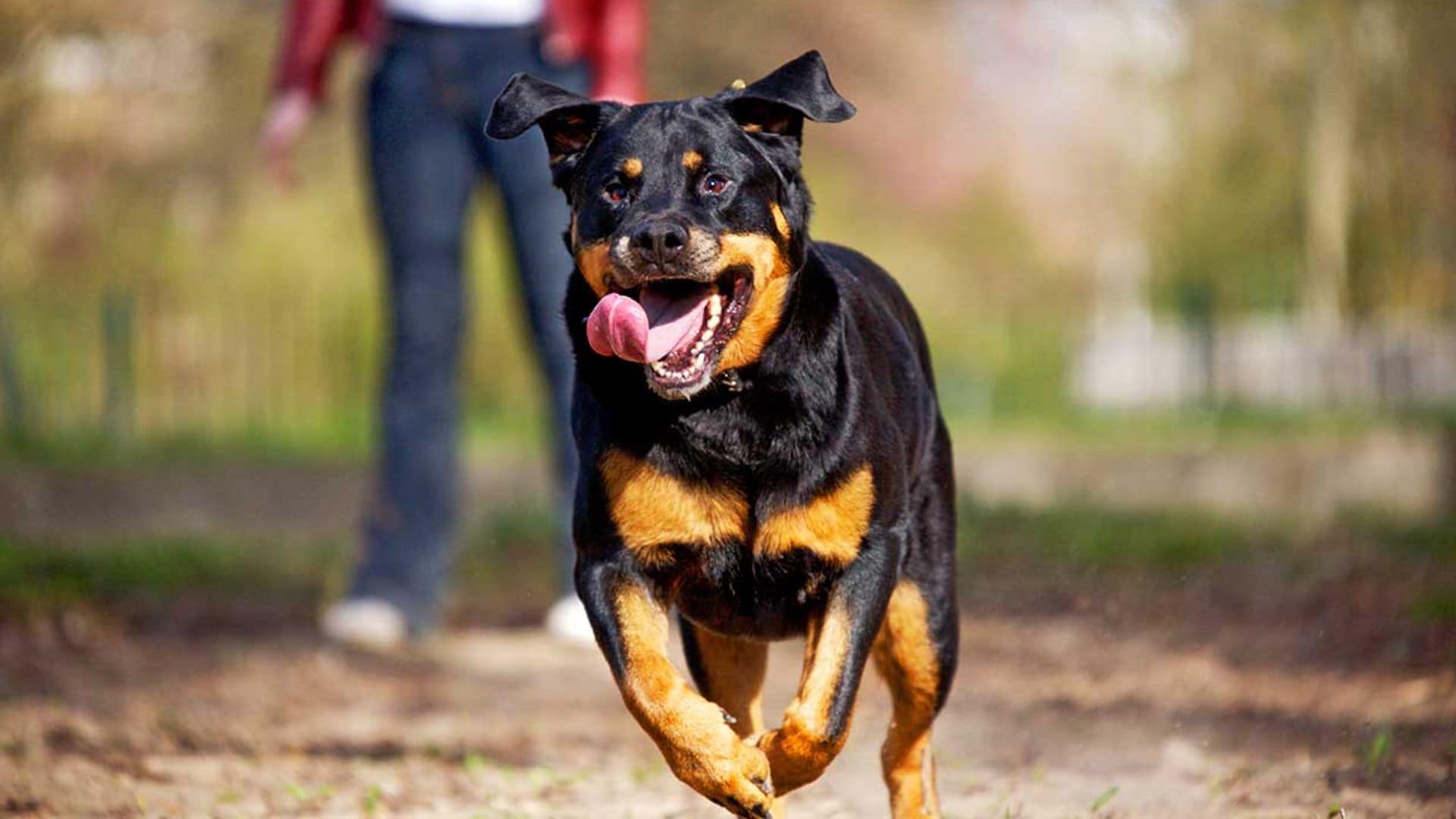 Rottweiler, un perro fuerte y potente con un carácter fiel y protector