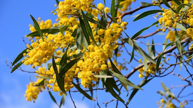 Mimosa (Acacia dealbata)