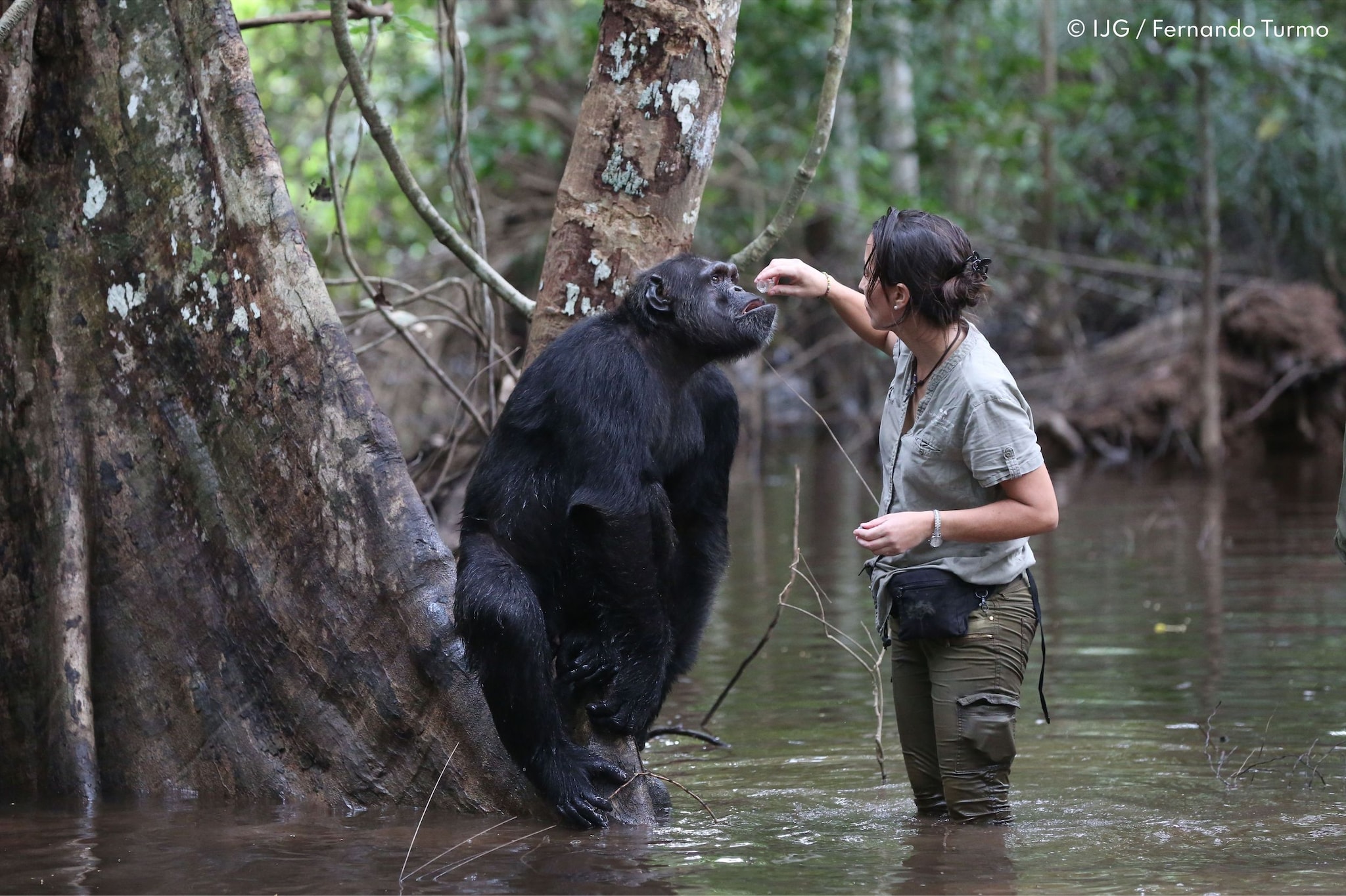 La Dra. Rebeca Atencia dando medicina a un chimpancé rescatado en Congo