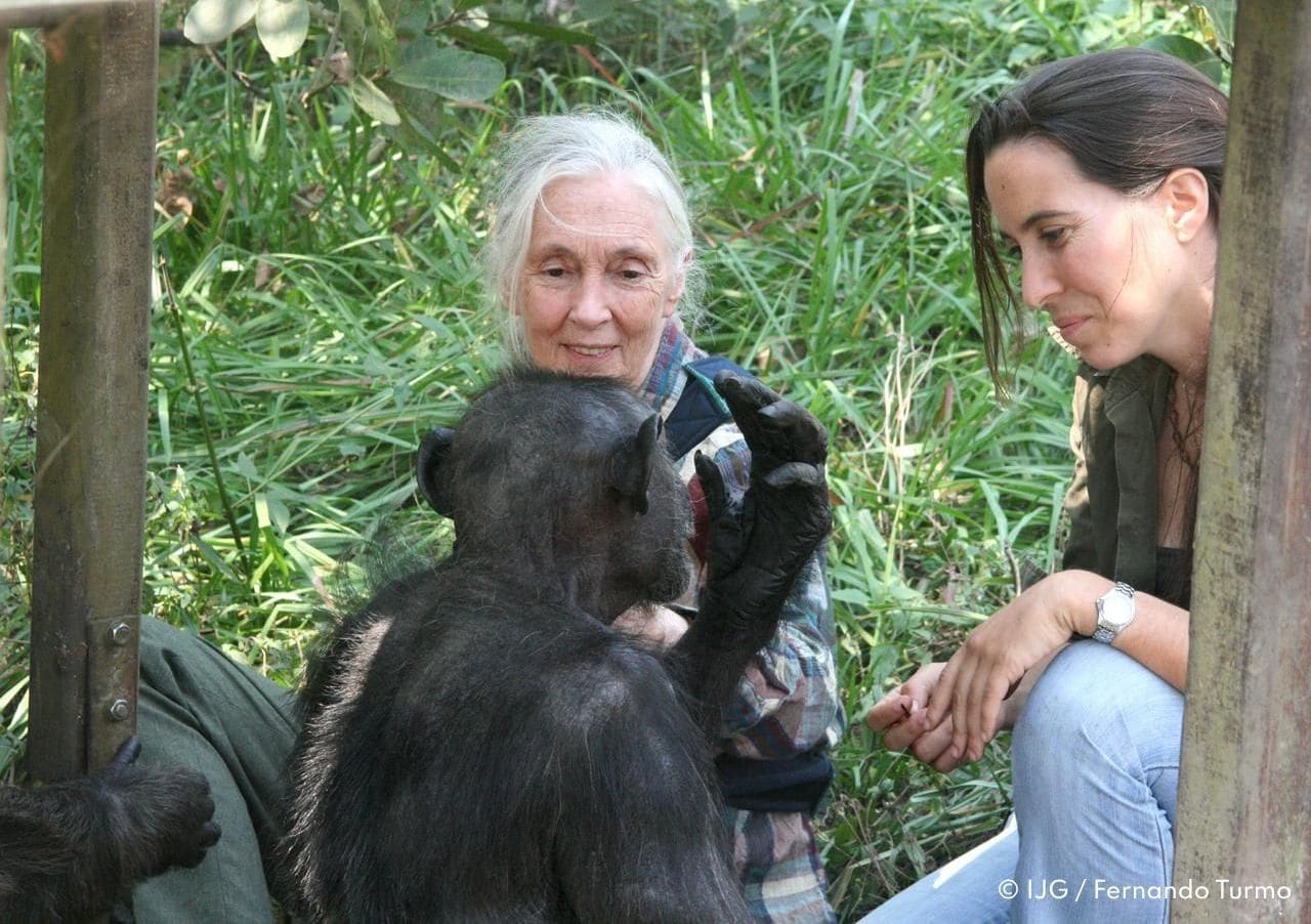 La Dra. Rebeca Atencia y la Dra. Jane Goodall con el chimpancé Gregoire en el Centro de Rehabilitación de Tchimpounga