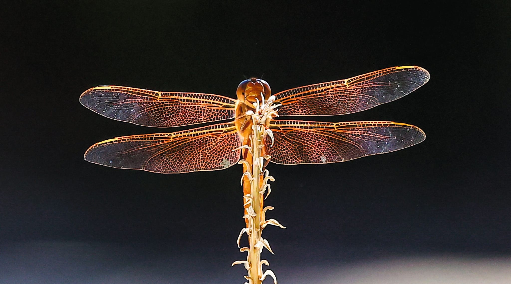 Una libélula Flame Skimmer se posó en el tallo de un aloe vera en el jardín del fotógrafo en Glendale (Arizona). Chris Stanley no advirtió la peculiar ‘sonrisa’ del insecto hasta revisar la imagen en una pantalla grande