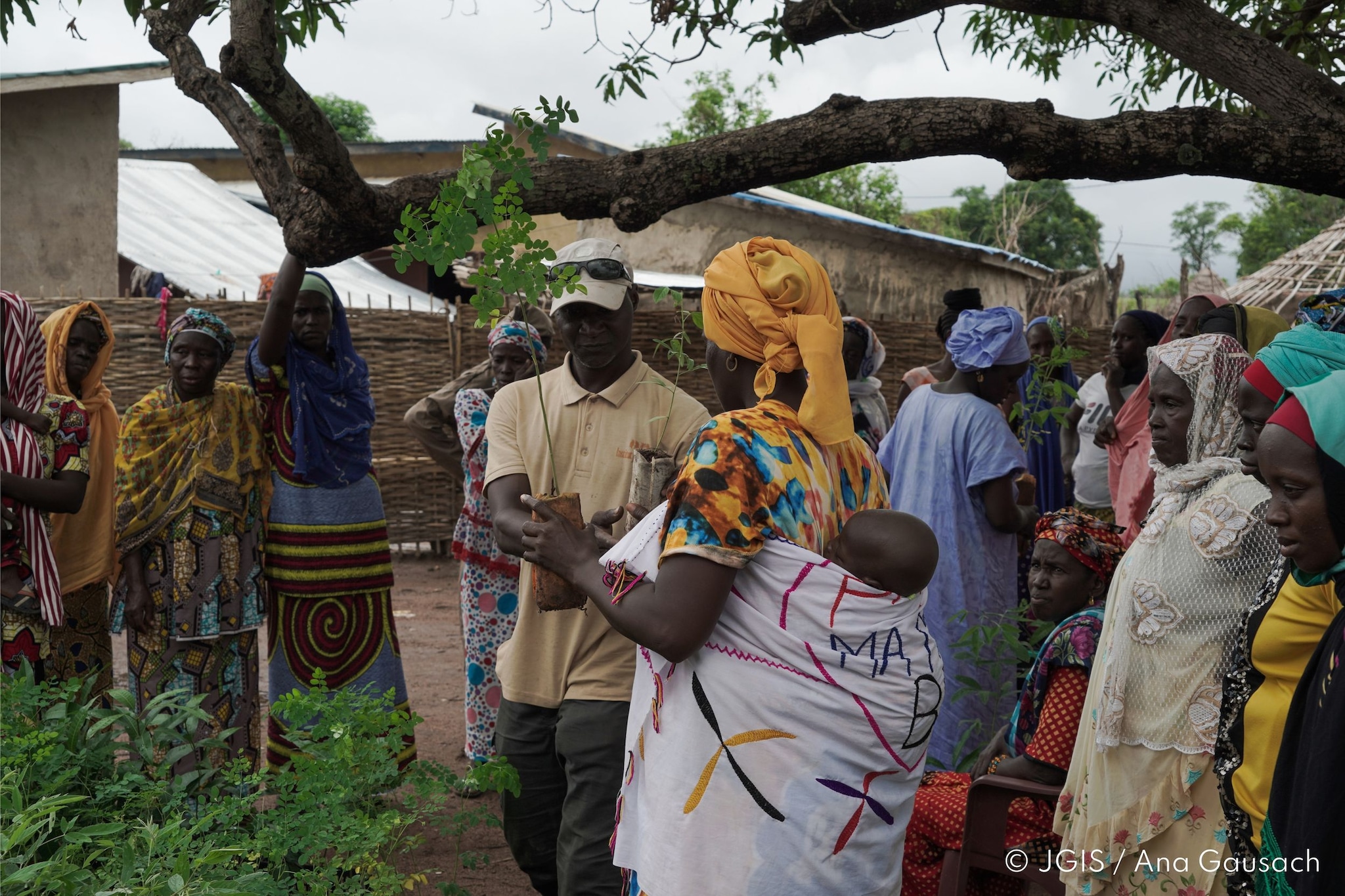 El equipo de IJG España en Senegal distribuye árboles frutales entre las comunidades locales de Kédougou para mejorar la seguridad y soberanía alimentaria de la población