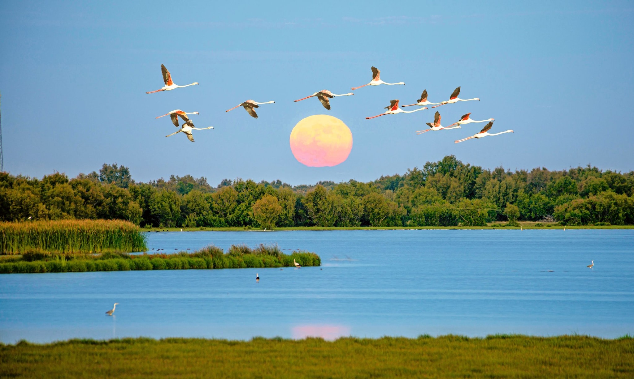 Flamencos en el Parque Nacional de Doñana, Huelva