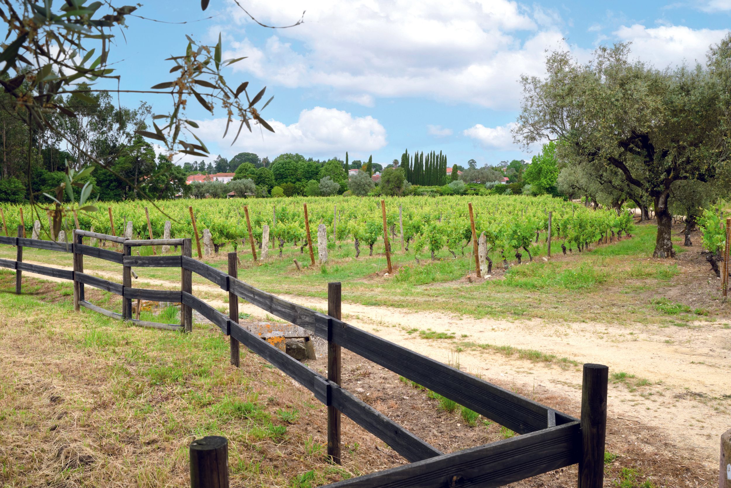 CATARINA FLORES HIJA DEL RECONOCIDO EMPRESARIO PORTUGUÉS JOAO FLORES, NOS RECIBE EN “QUINTA DE SANTO AMARO”, su FINCA...
