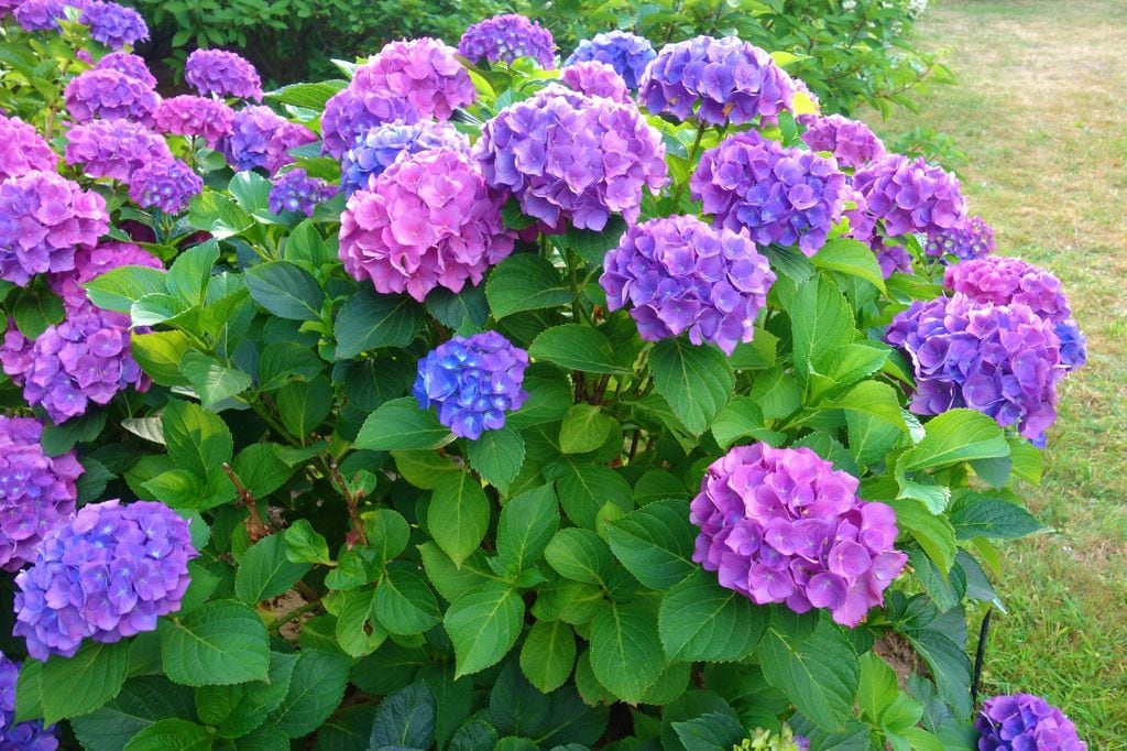 Arbusto con flor hortensia