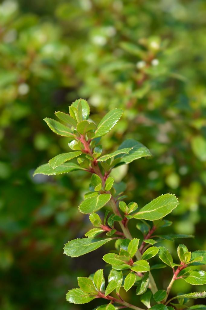 Escalonia