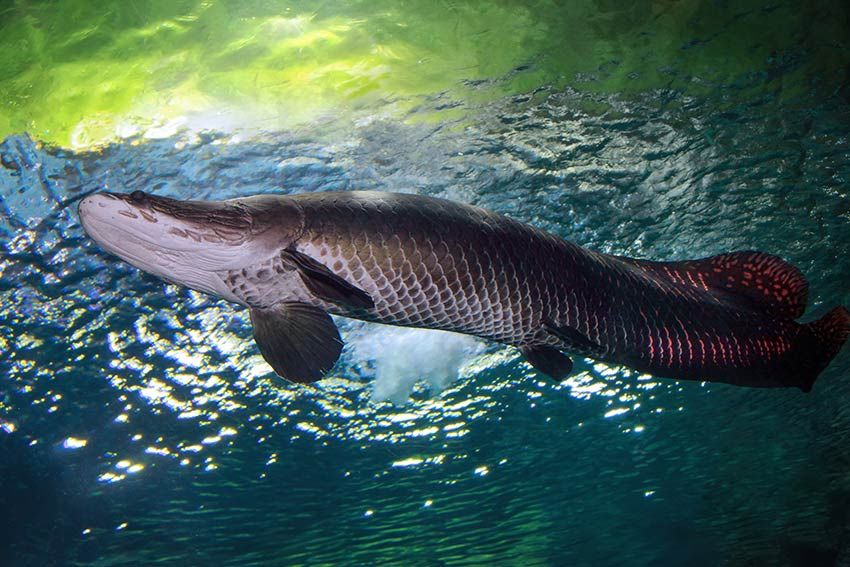 Estas son las especies de pez más raras y sorprendentes del fondo marino