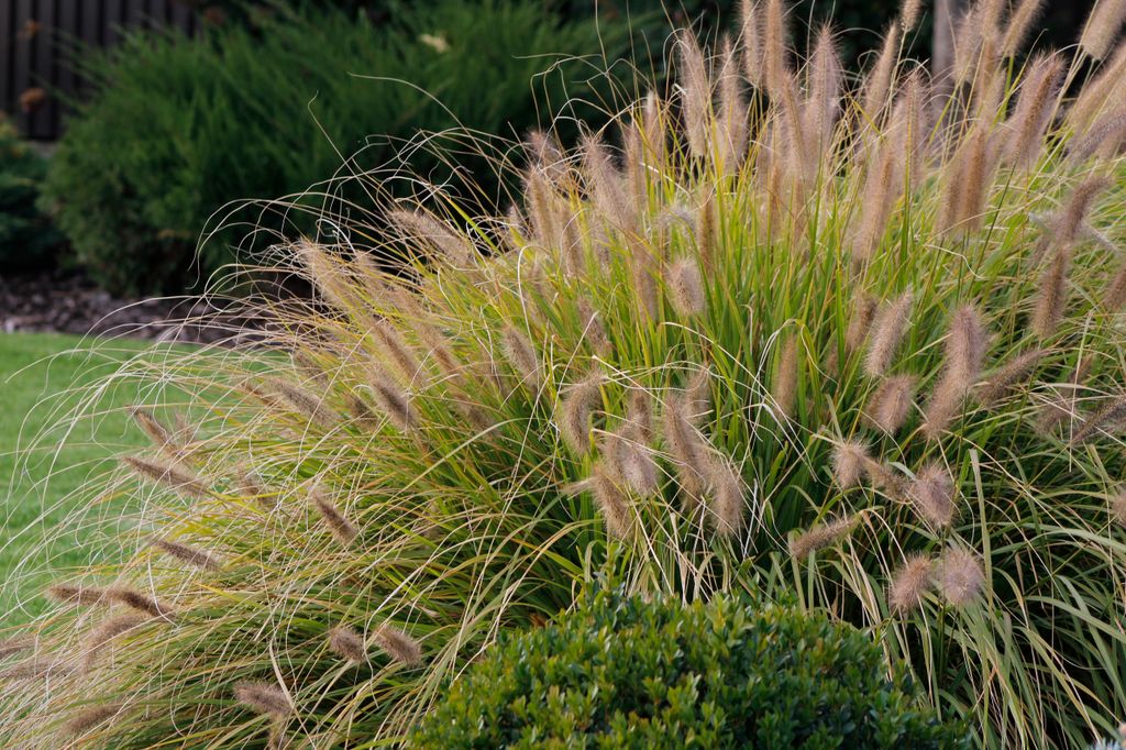 Pennisetum