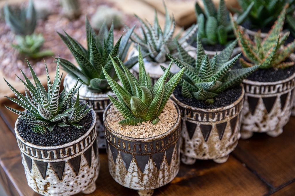 Haworthiopsis attenuata o planta cebra