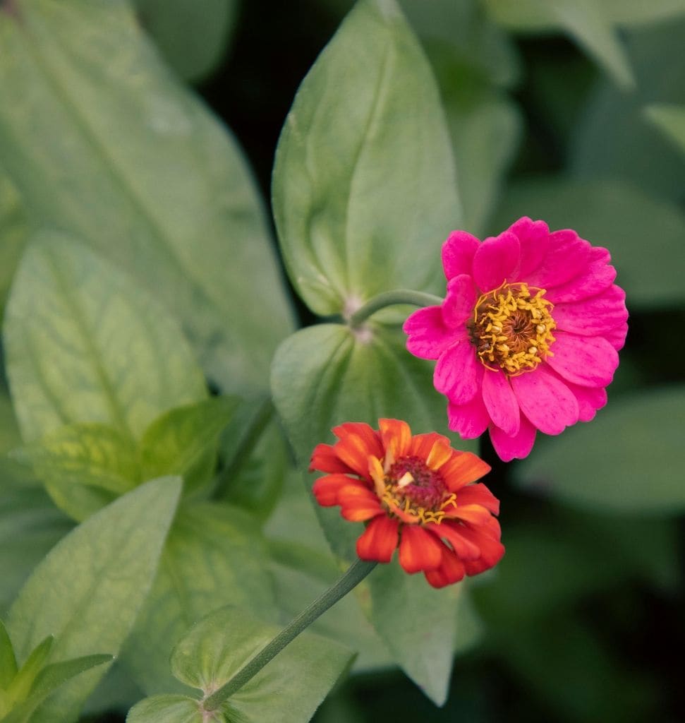 Zinnia