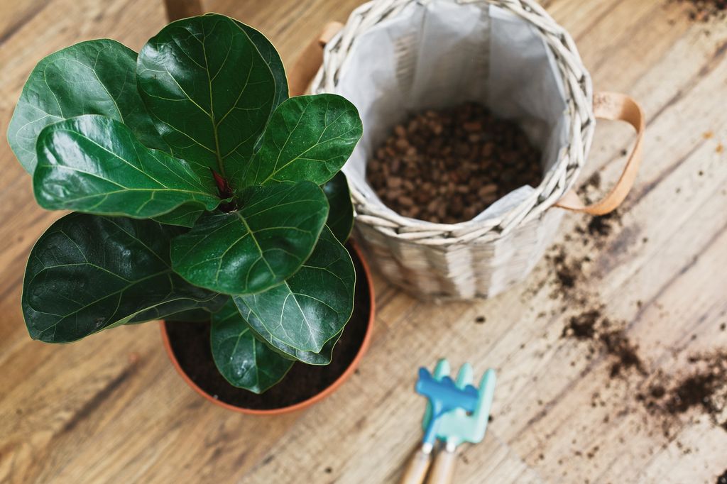 Ficus lyrata para trasplantar. 