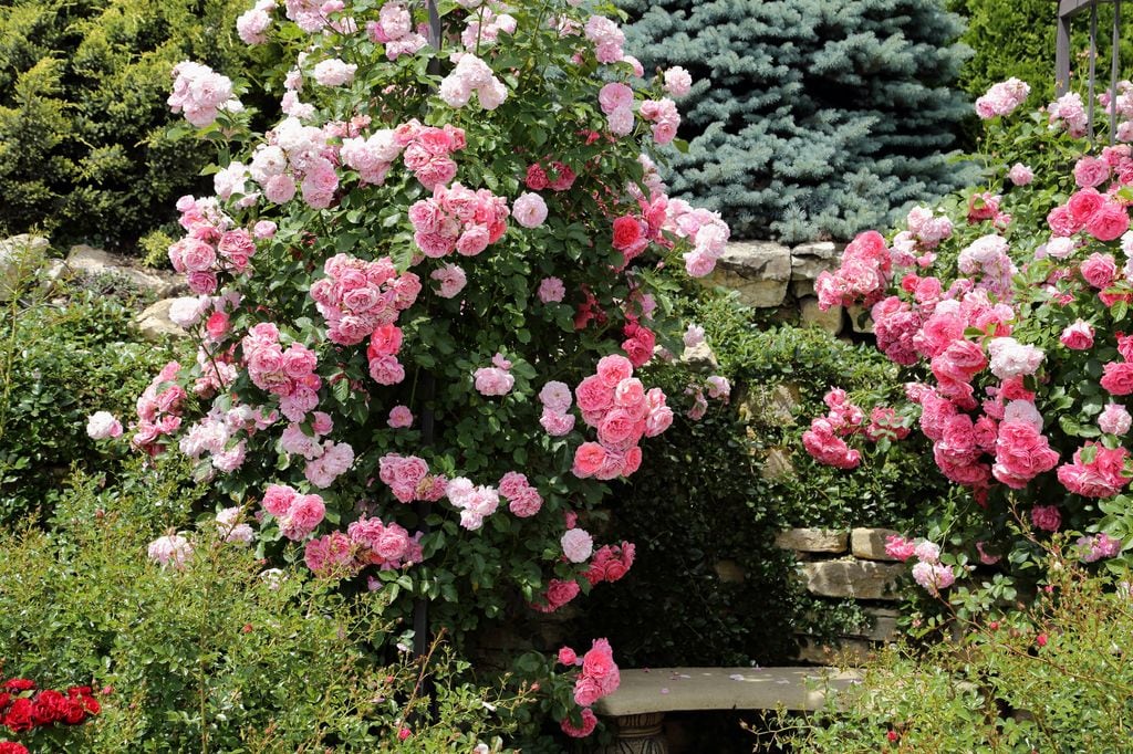 Arbusto con flor rosal