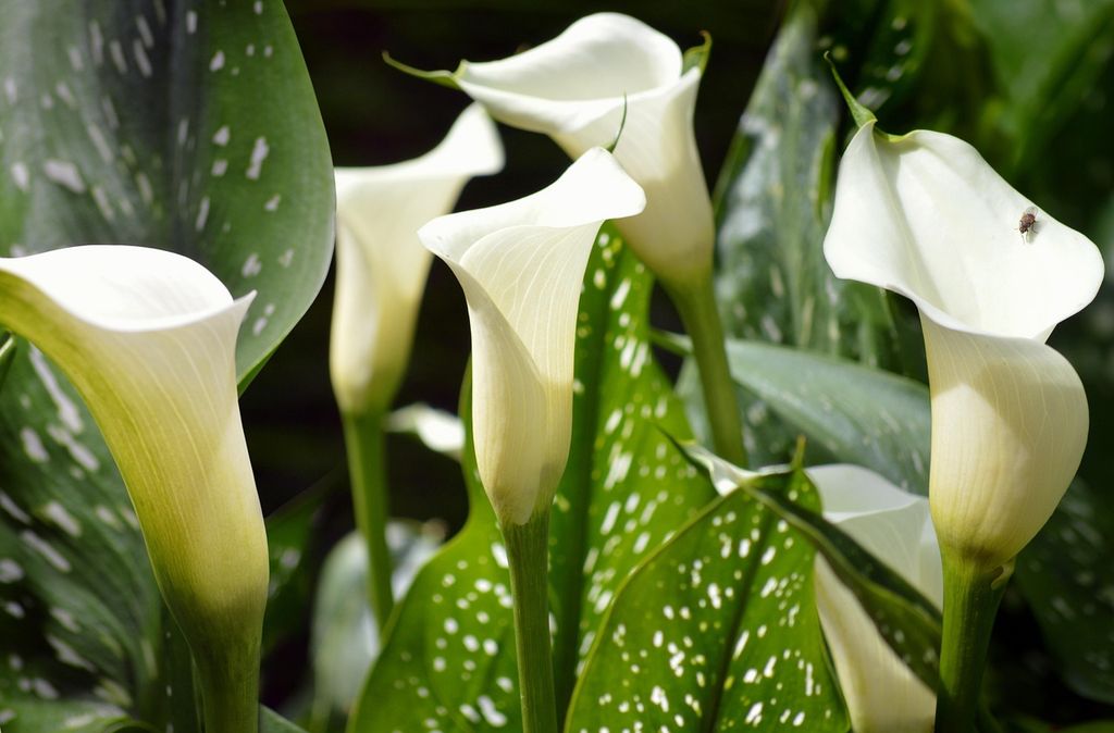 Calas blancas