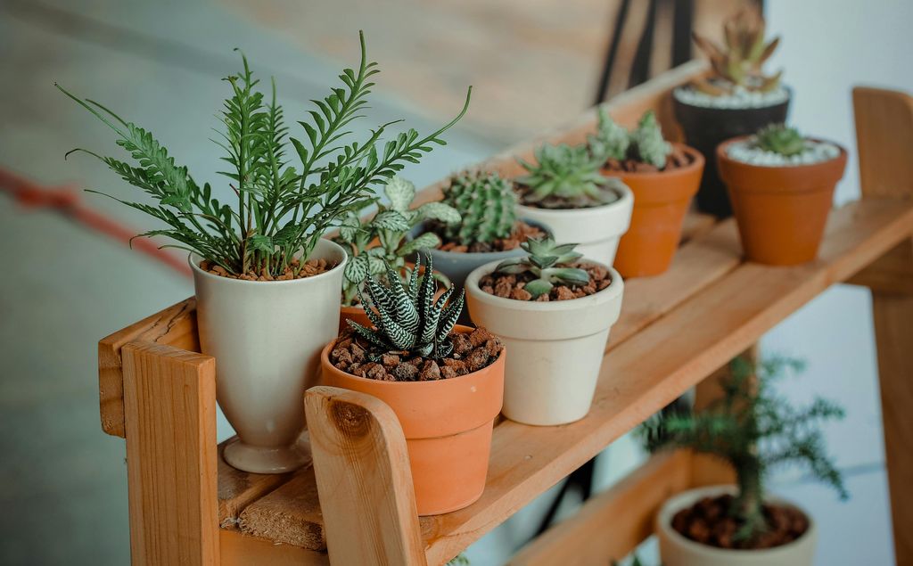 Rincón con plantas de interior. 