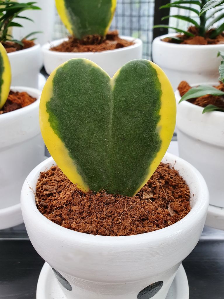 Hoya Kerrii suculenta. 