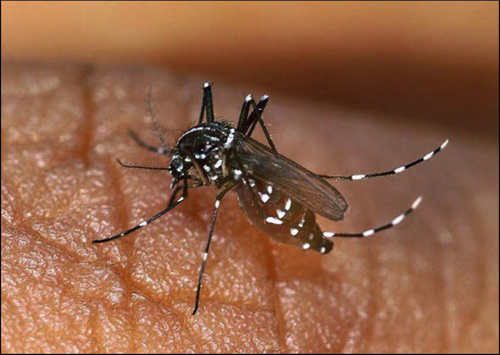 De color negro intenso y con llamativas rayas blancas en el cuerpo y las patas, el mosquito tigre es una de las especies invasoras más reconocibles y molestas del verano