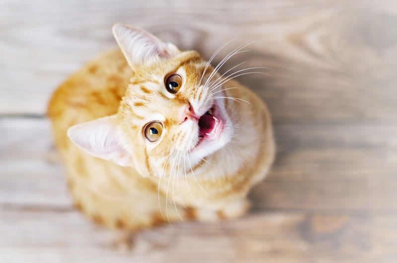 Gato rubio maullando