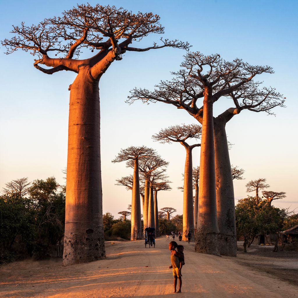 El baobab destaca por su enorme tronco, capaz de almacenar grandes cantidades de agua