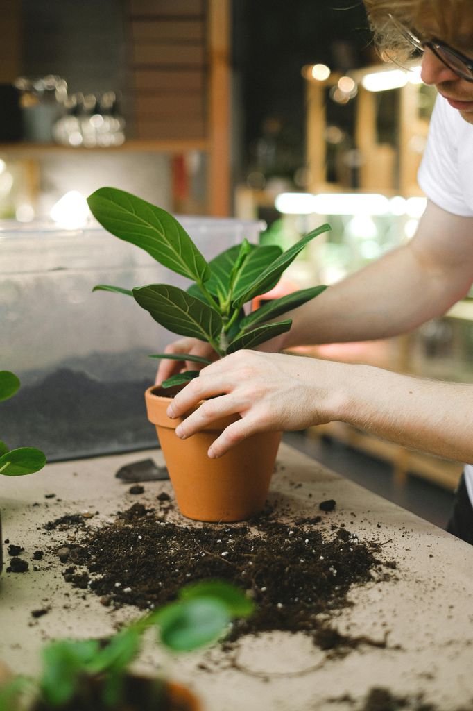 Mujer trasplantando plantas